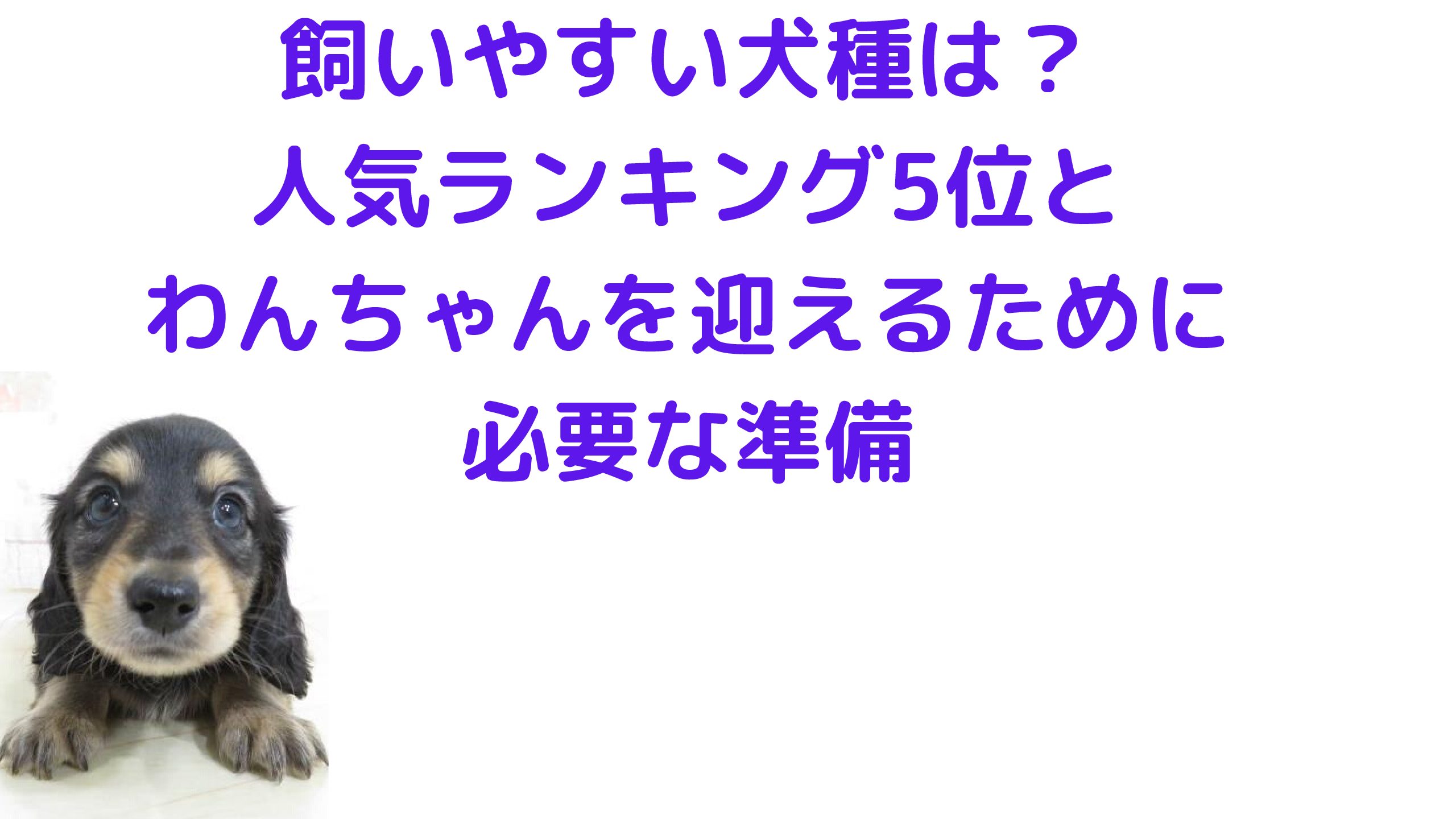 飼いやすい犬種は 人気ランキング5位とわんちゃんを迎えるために必要な準備 教育に手は抜きたくないけど節約したい 2児ママ日記
